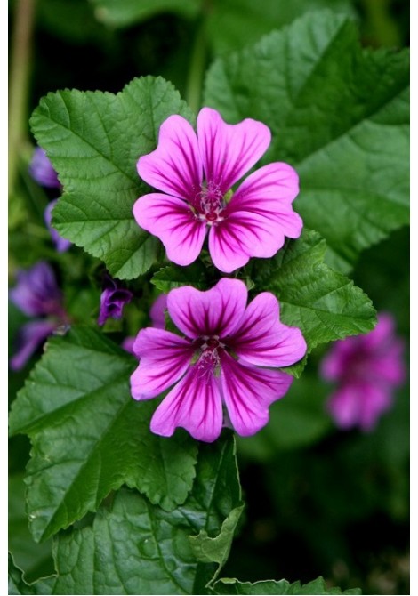 Άνθη Μολόχας