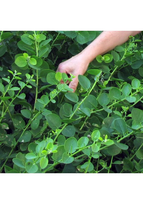 Πατέ κάπαρης