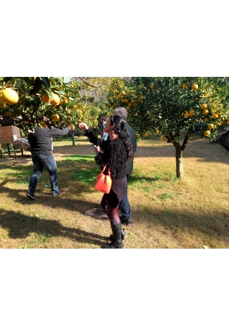 Ζαχαρένιες φλούδες πορτοκαλιού