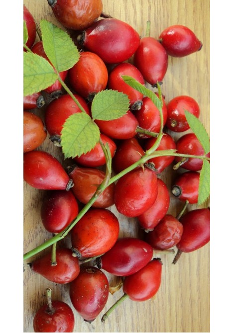 Κυνόροδο - Αγριοτριανταφυλλιά