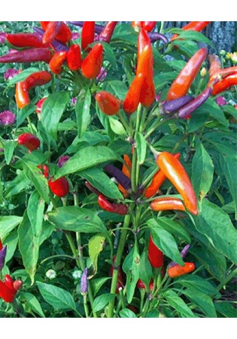 Πιπεριές καυτερές