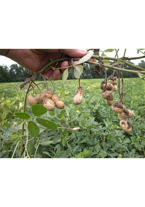 Φυστίκι αράπικο χωρίς αλάτι